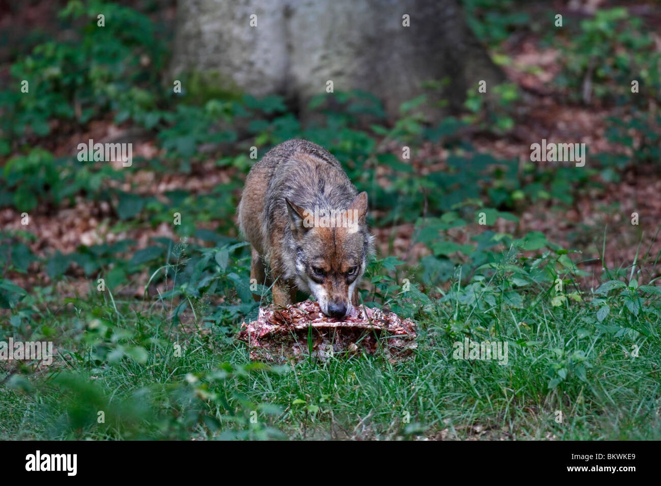 Le loup, Canis lupus, mit Beute Banque D'Images