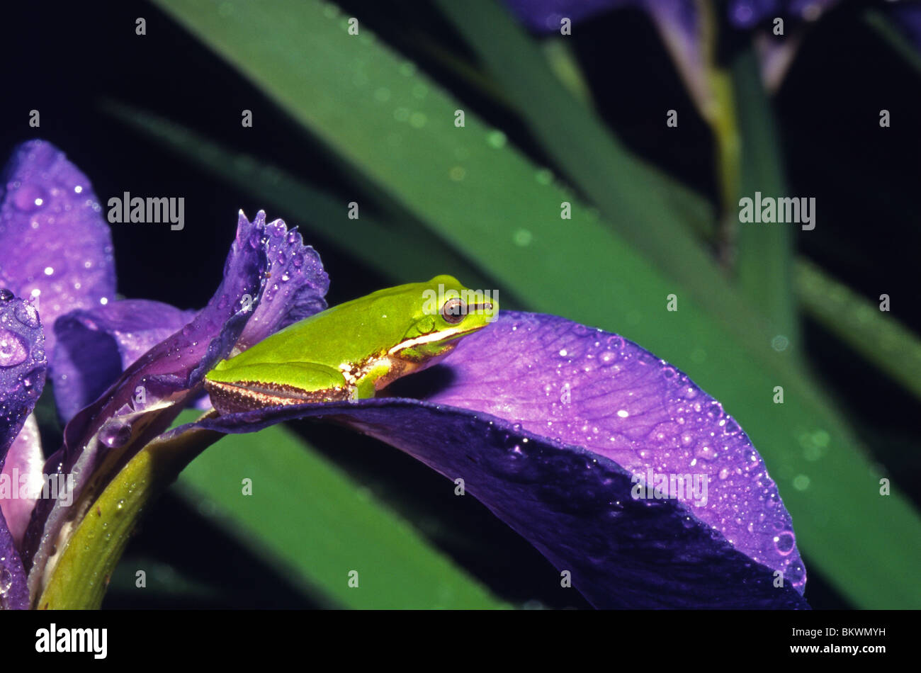 Grenouille d'arbre vert nain de l'est (Litoria fallax) sur fleur d'iris, Sydney, Australie Banque D'Images