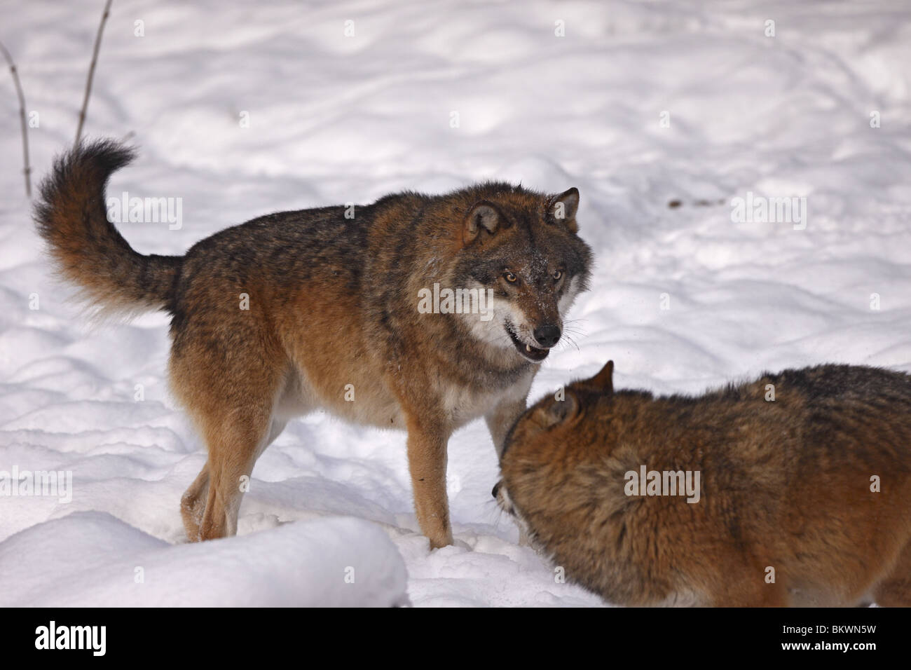 Le loup, Canis lupus, Raubtier, hiver, schnee Banque D'Images