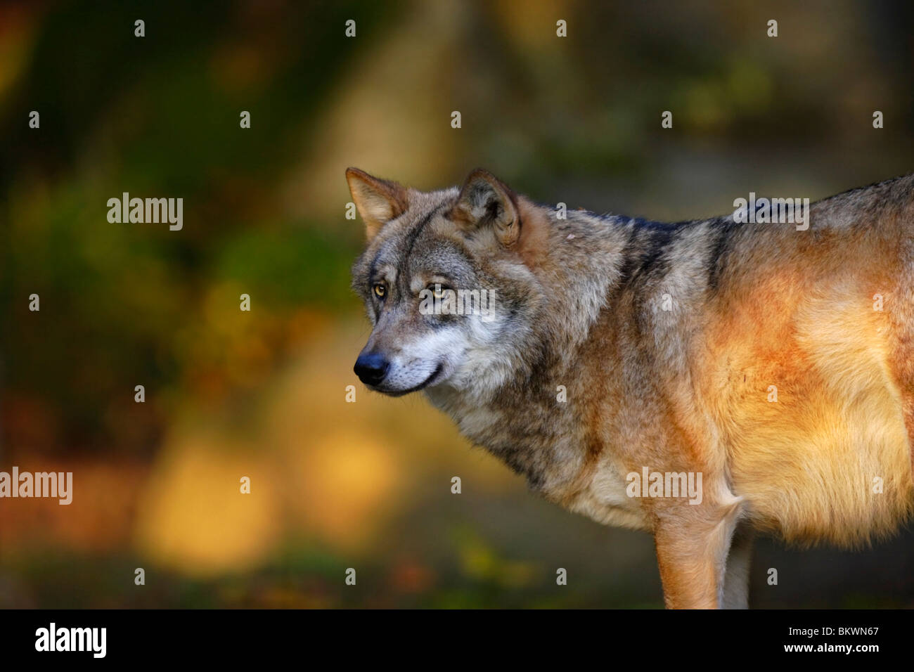 Le loup, Canis lupus, dans la chaude lumière Banque D'Images