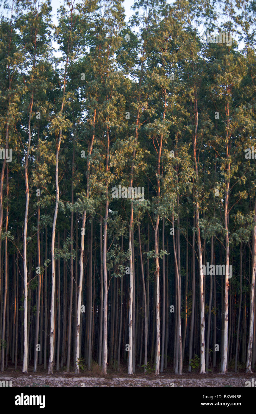 Peuplements d'Eucalyptus des arbres cultivés pour pâte à papier en Thaïlande. Banque D'Images