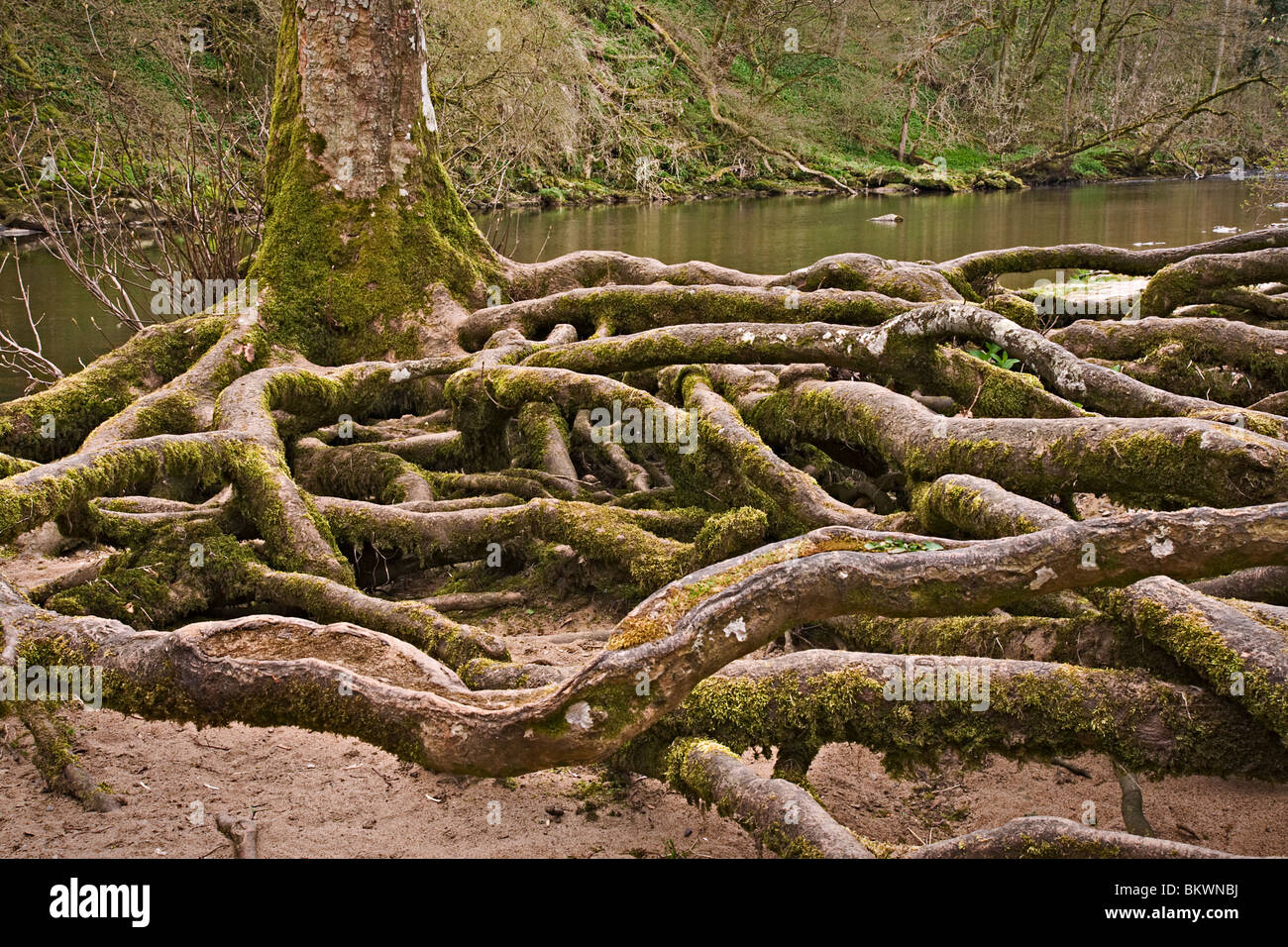 Les racines des arbres à nu par l'érosion du fleuve sur les rives de la Rivière Ure à Aysgarth dans Wensleydale, Yorkshire du Nord. Banque D'Images