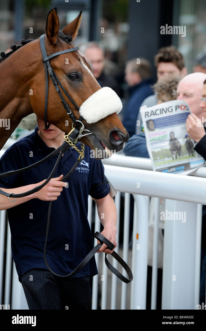 Courses de Plumpton à Sussex - un cheval semble sourire comme elle parades dans l'anneau. Photo par Jim Holden. Banque D'Images