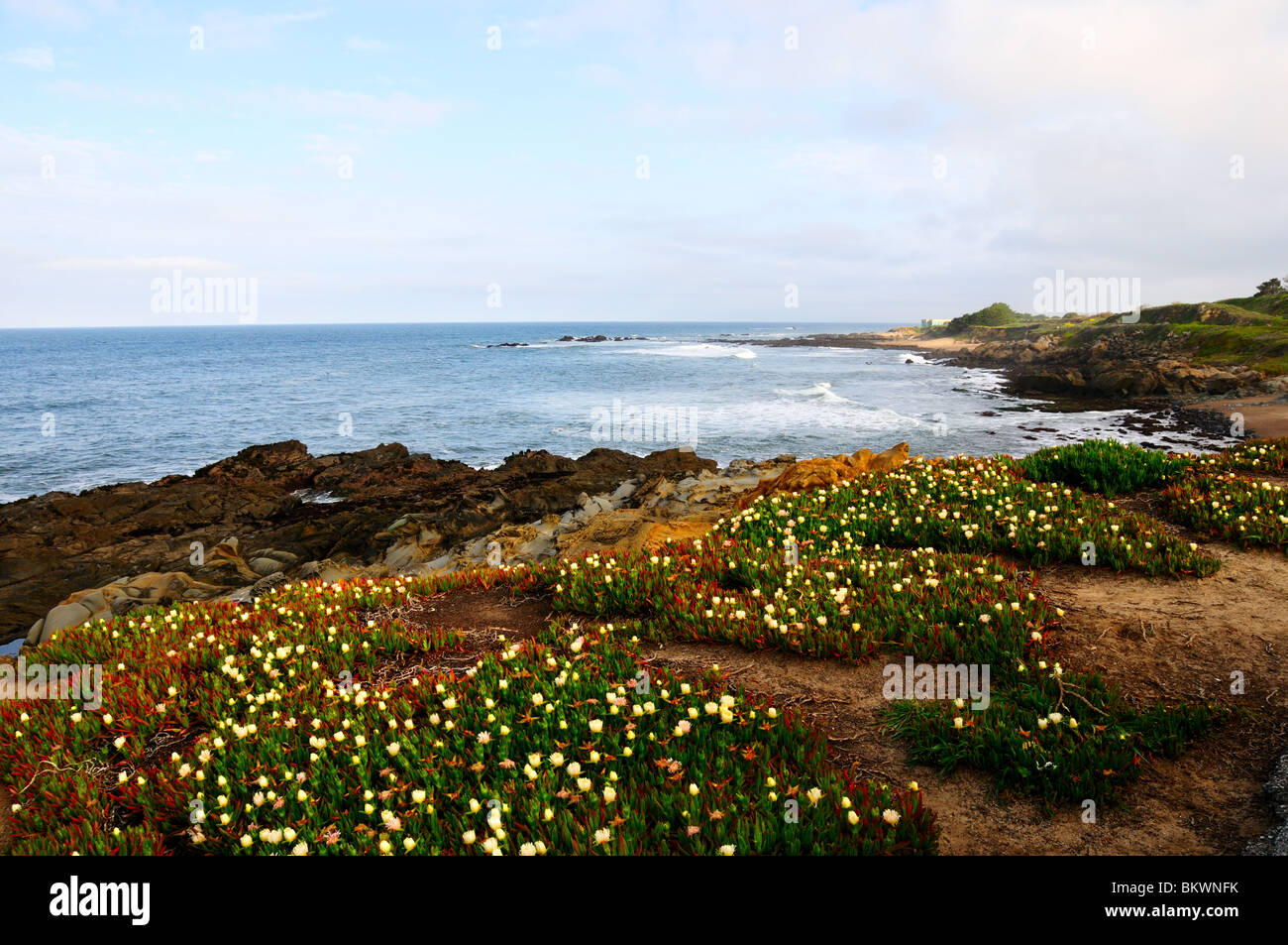 Fleurs sauvages le long de la côte rocheuse du nord de la Californie, USA. Banque D'Images