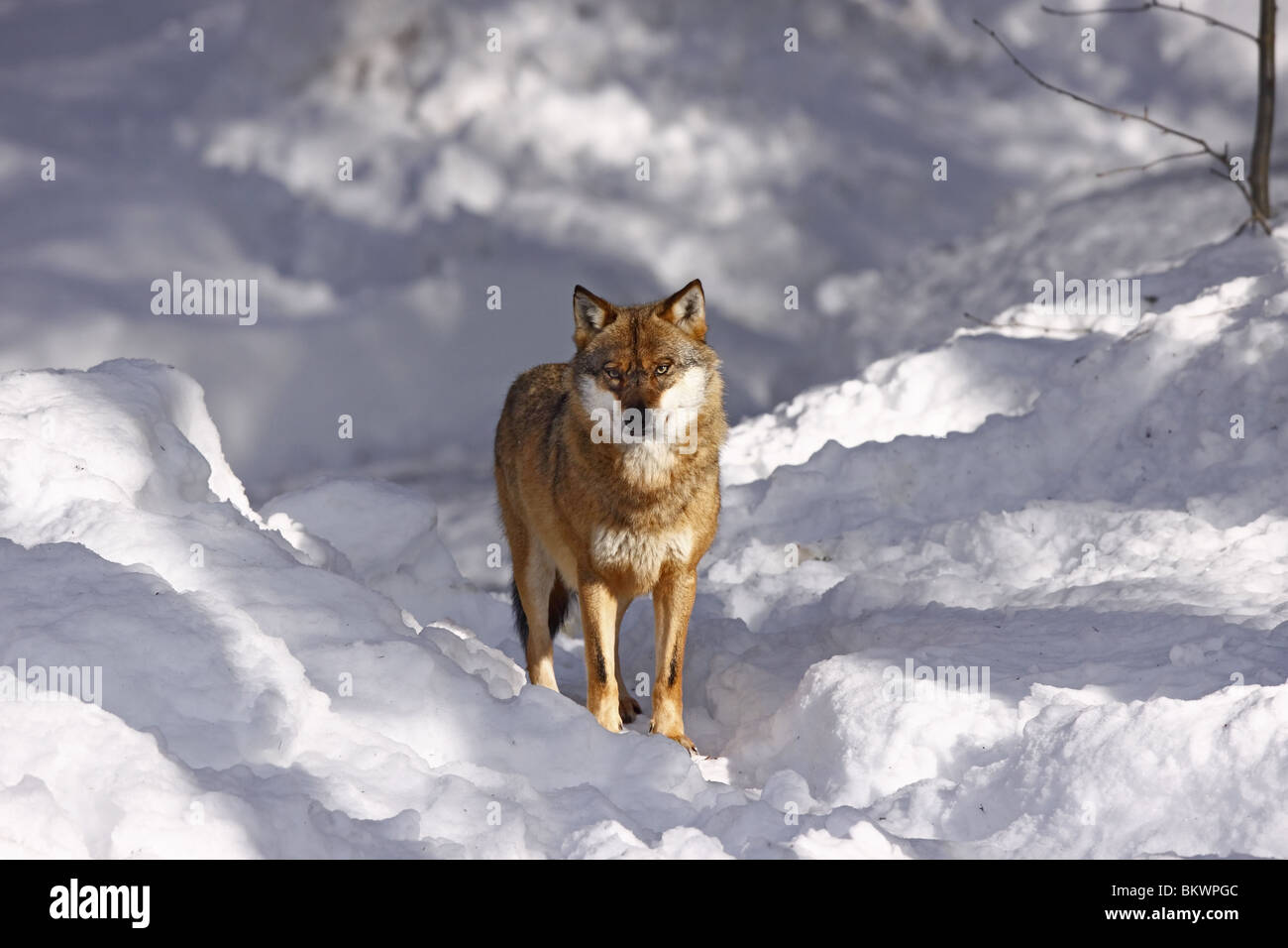 Le loup, Canis lupus, Raubtier, hiver, schnee Banque D'Images