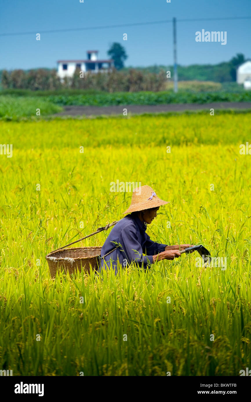 Une femme asiatique en Banque D'Images