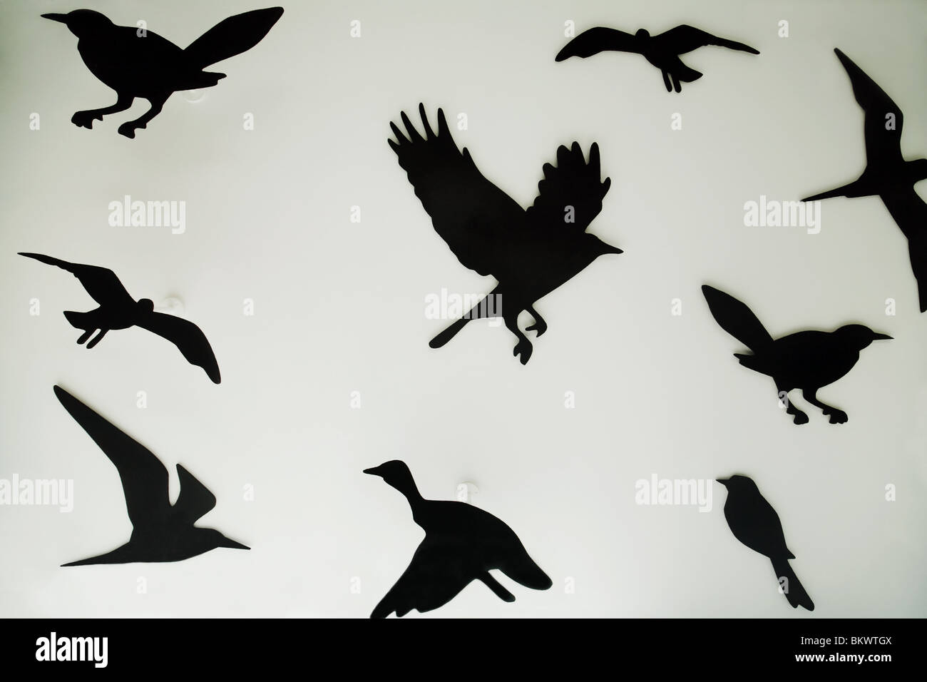 Oiseau Qui Vole Banque D Image Et Photos Alamy Oiseau Qui Vole Banque D Image Et Photos Alamy