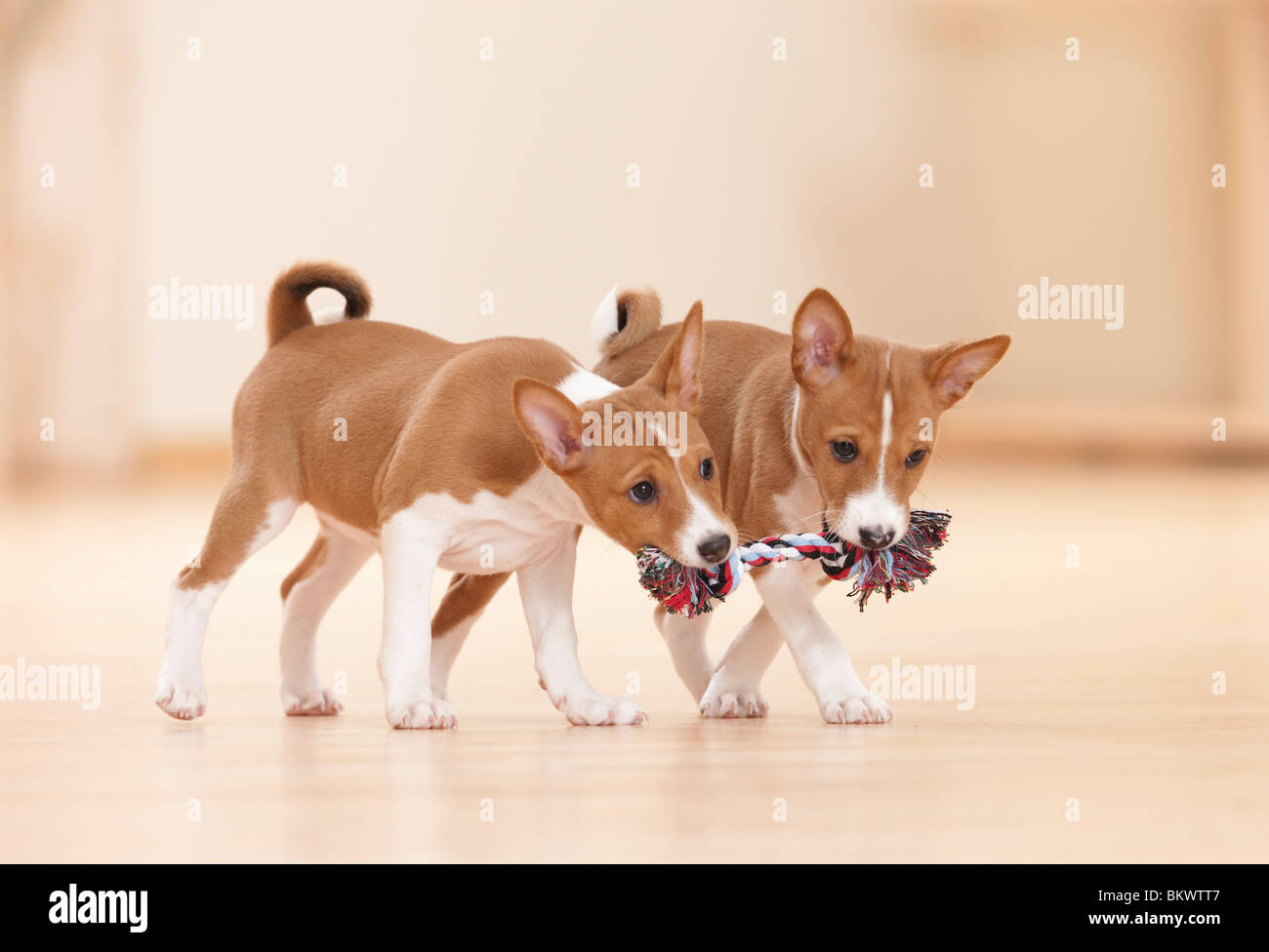 Chien Basenji deux chiots toy Banque D'Images