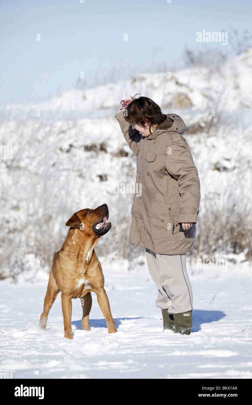 Tosa Inu Banque D'Images