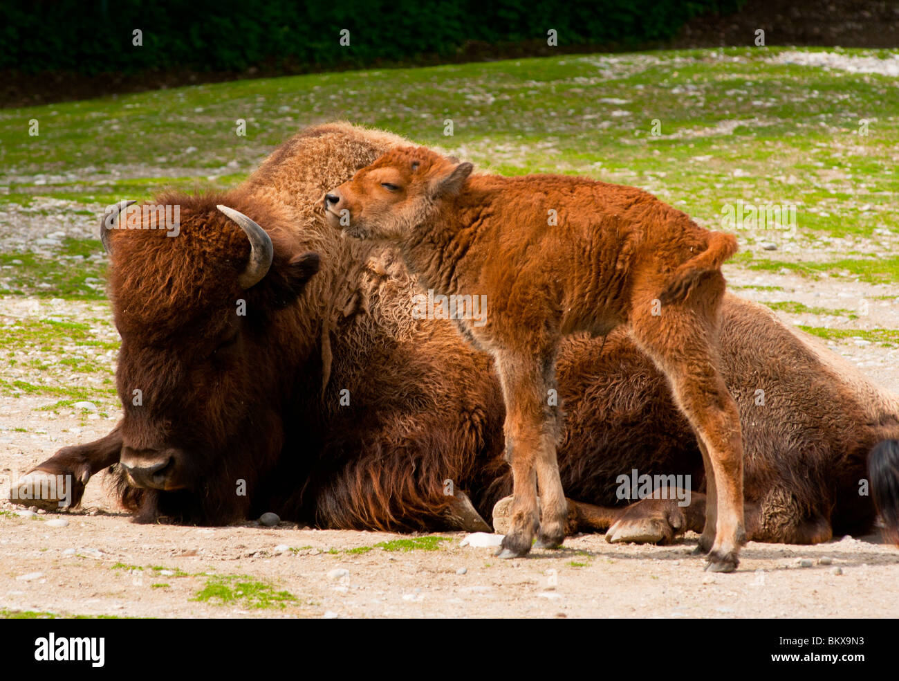 Bison D Amerique La Mere Et Le Bebe Photo Stock Alamy