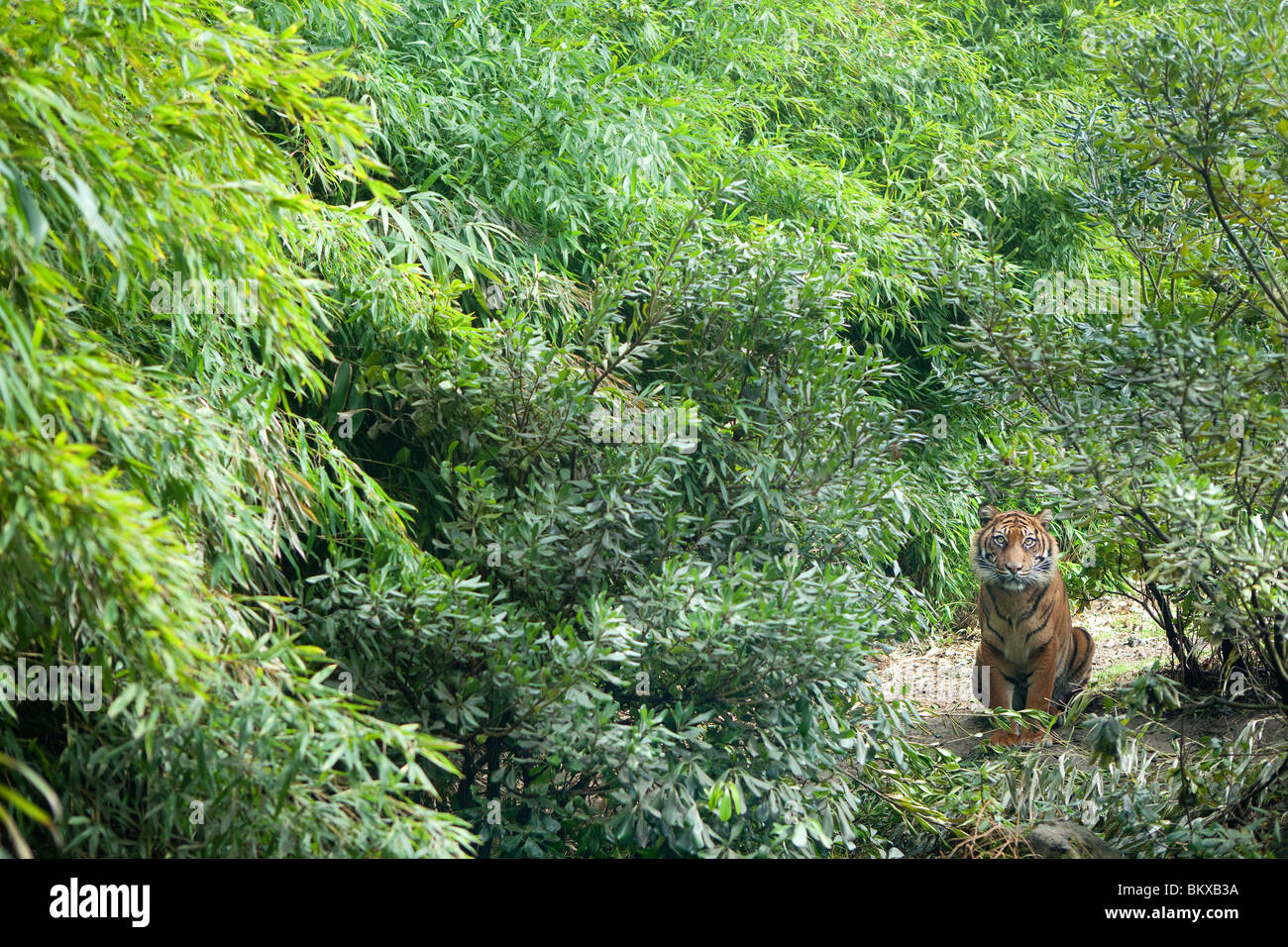 Tigre de Sumatra Banque D'Images