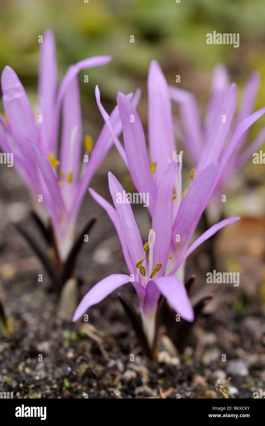 Spring meadow safran (colchicum bulbocodium Bulbocodium vernum) syn. Banque D'Images