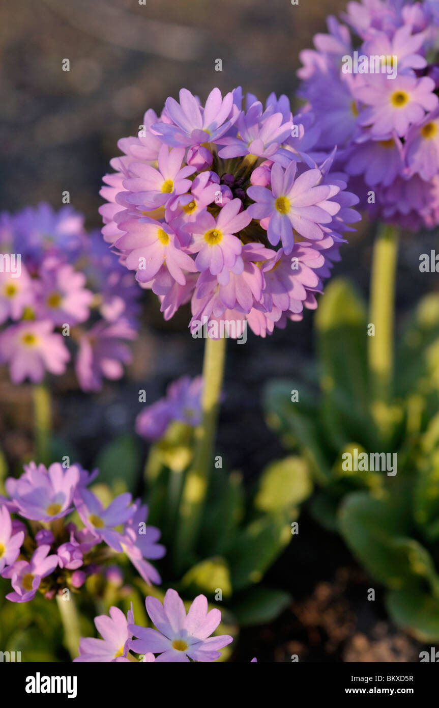 Drumstick primula denticulata (primrose) Banque D'Images