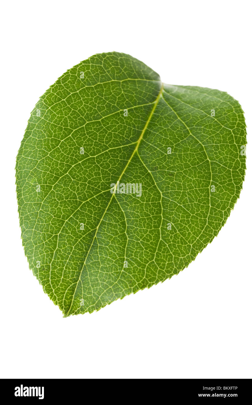 Vert feuille gros plan Banque D'Images