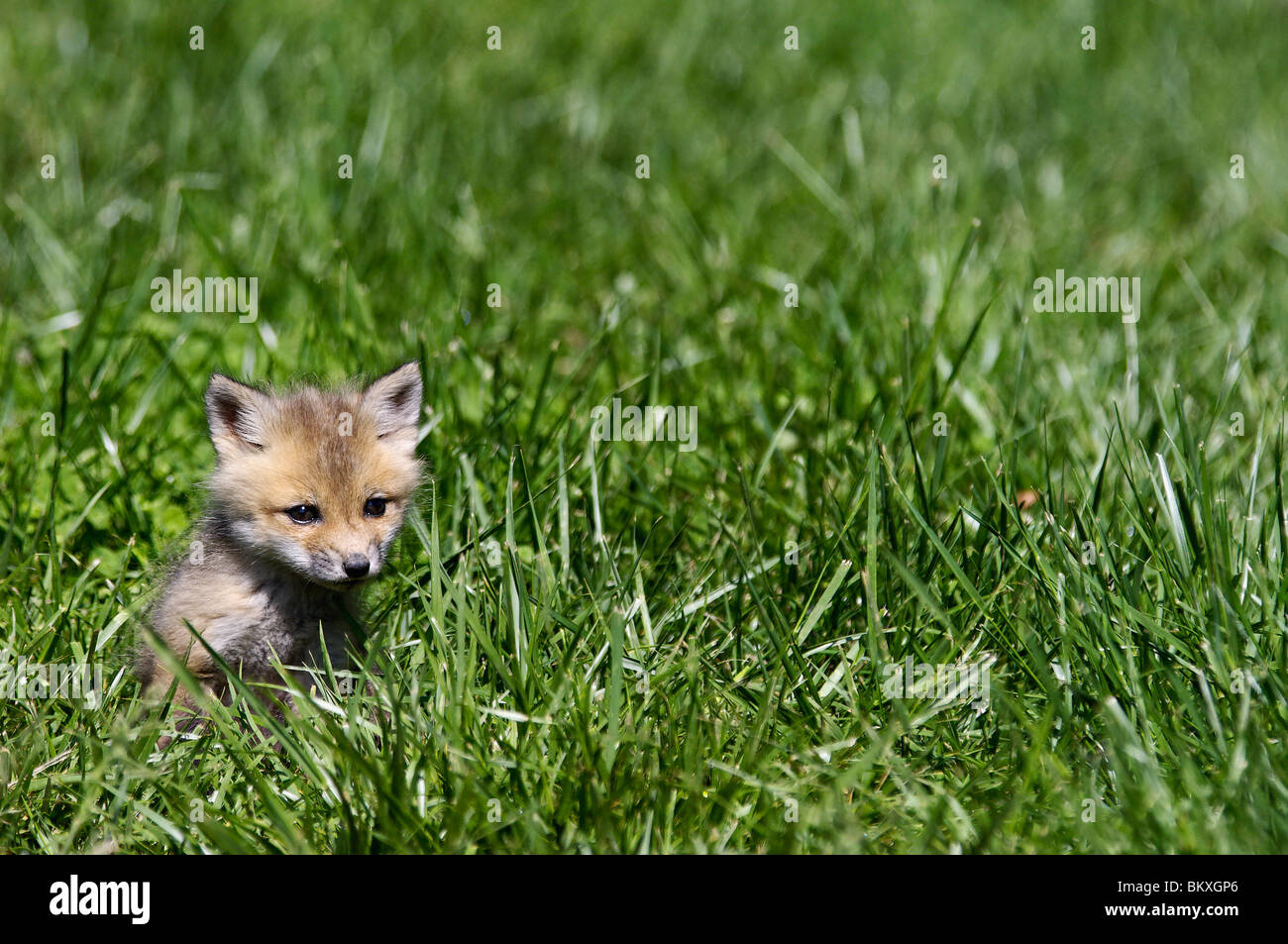 Bebe Renard Roux Dans Floyd Comte Indiana Photo Stock Alamy