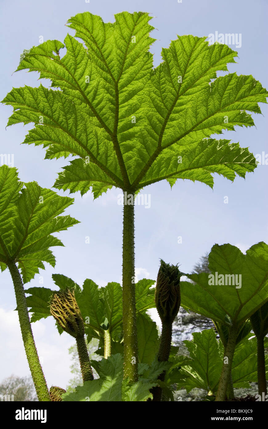 Gunnera manicata Banque D'Images