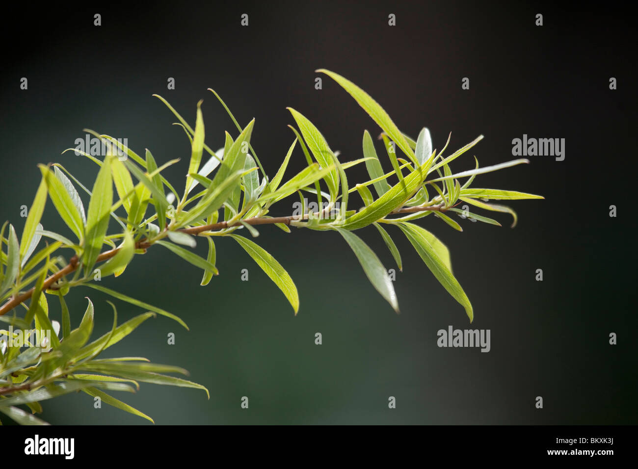 Branche de saule pleureur Salix × sepulcralis montrant les jeunes feuilles avec un arrière-plan foncé au printemps Banque D'Images