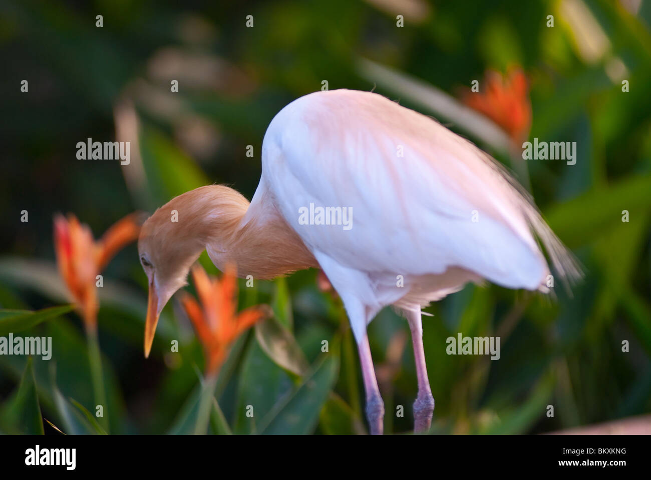 Dans le lac d'oiseaux des jardins, Kuala Lumpur, Malaisie Banque D'Images