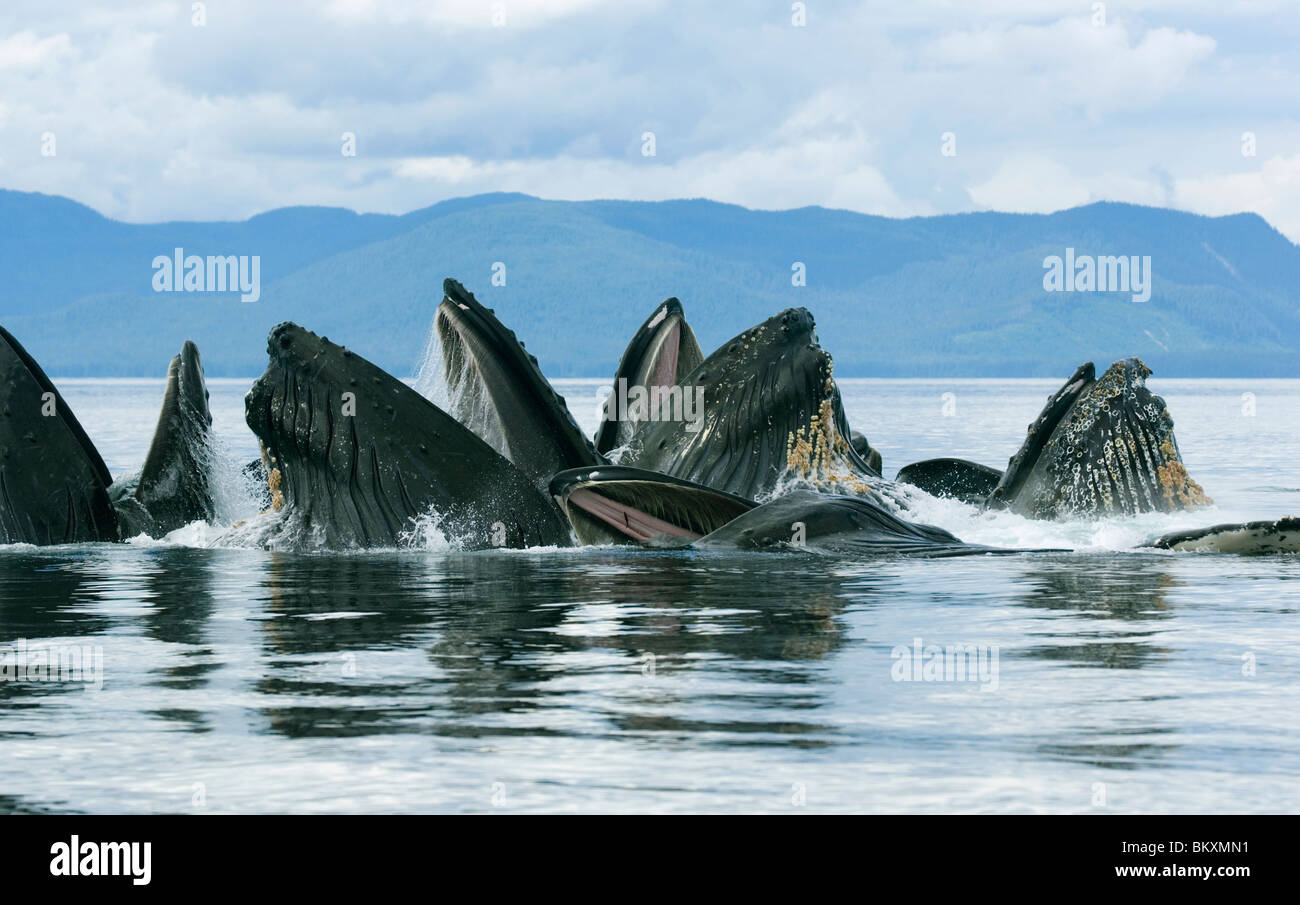 Baleine à bosse (Megaptera novaeangliae) Bubble-net ou de la coopérative d'alimentation, Détroit Chatham, le sud-est de l'Alaska Juillet Banque D'Images