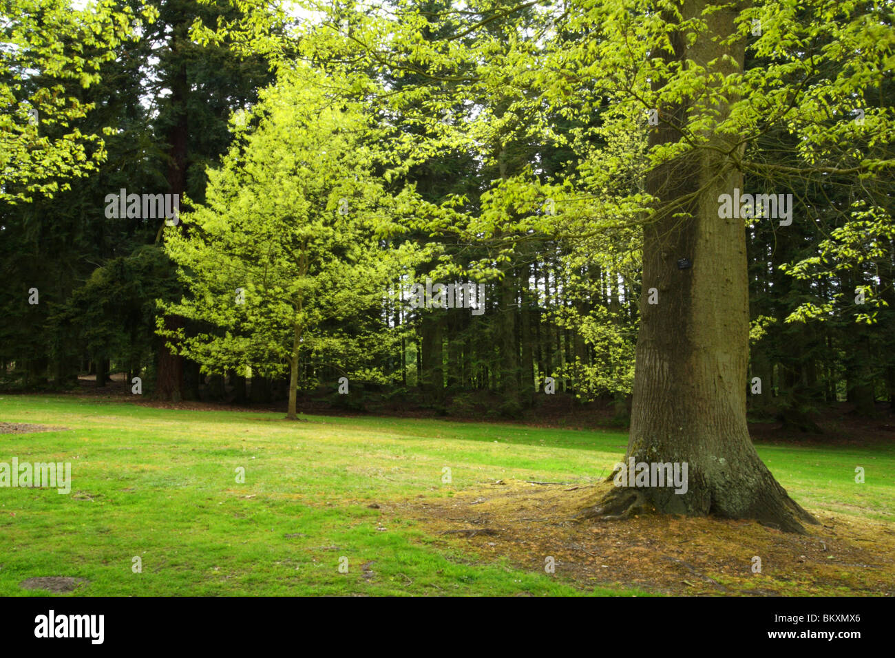 Nouvelle croissance au printemps sur les arbres dans le jardin de la vallée, le paysage, Royal Windsor Great Park, Surrey, Royaume-Uni Banque D'Images