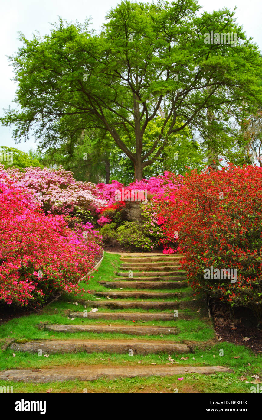 Azalées et rhododendrons dans le bol à punch, La Vallée des jardins, le paysage, Royal Windsor Great Park, Surrey, Royaume-Uni Banque D'Images