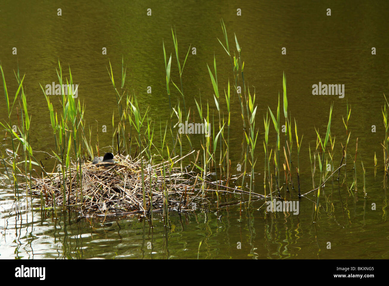 Une Foulque macroule (Fulica atra) assis sur un nid à Virginia Water, The Royal Paysage, Surrey, Royaume-Uni Banque D'Images