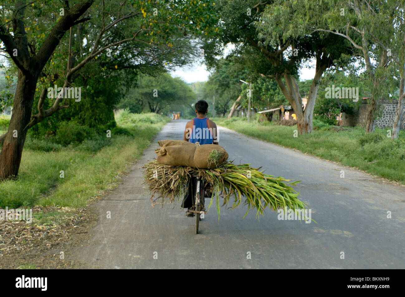 L'exercice l'alimentation des bovins sur vélo à Ralegan Siddhi, près de Pune, Maharashtra, Inde Banque D'Images