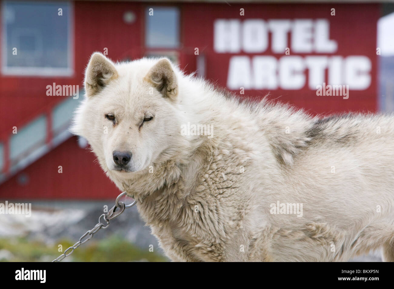 Chien de traineau husky à Ilulissat, au Groenland. Banque D'Images