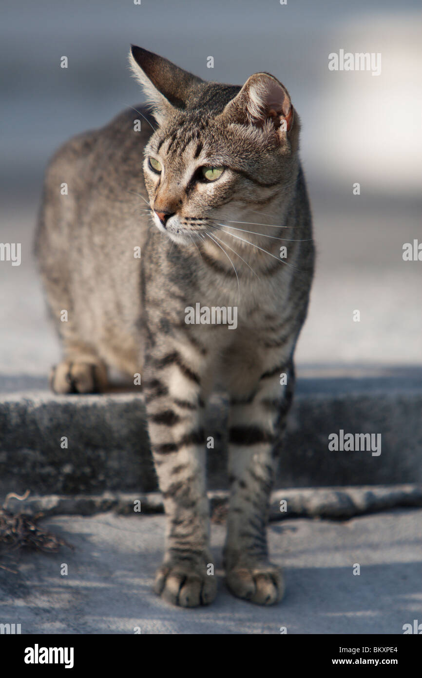 Un chat se dresse sur le bord d'une marina quai sur l'île de Isla Mujeres près de Cancun, Mexique Banque D'Images