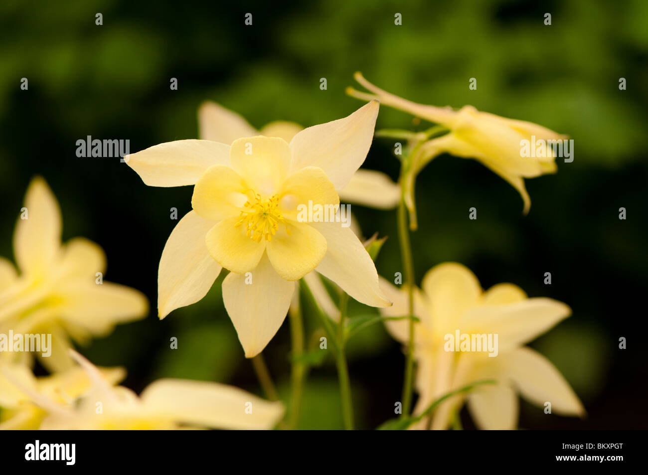 Aquilegia 'papillon' jaune soufre en fleur Banque D'Images