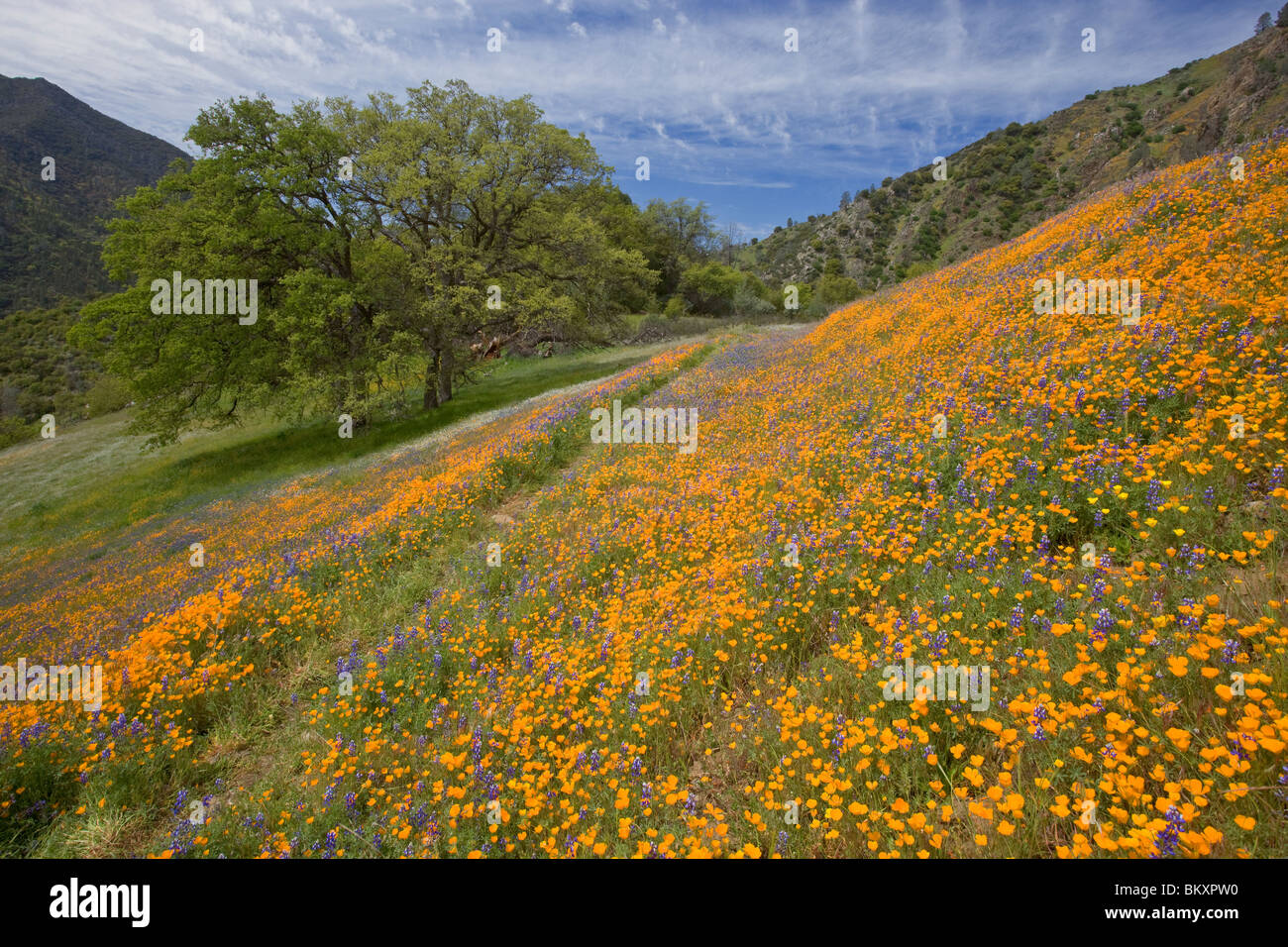 Sierra National Forest, CA : colline couverte de fleurs de printemps avec les arbres de chêne Banque D'Images