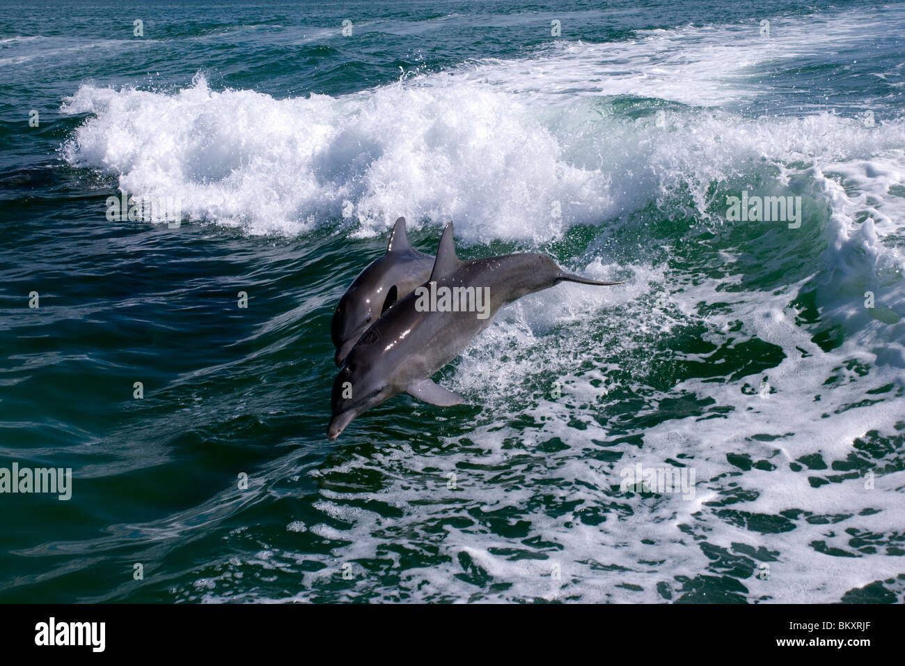 Deux dauphins qui jouent dans le sillage de "Screamer". Banque D'Images