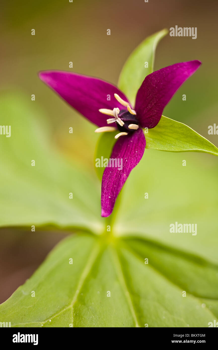 Trillium violet Banque D'Images