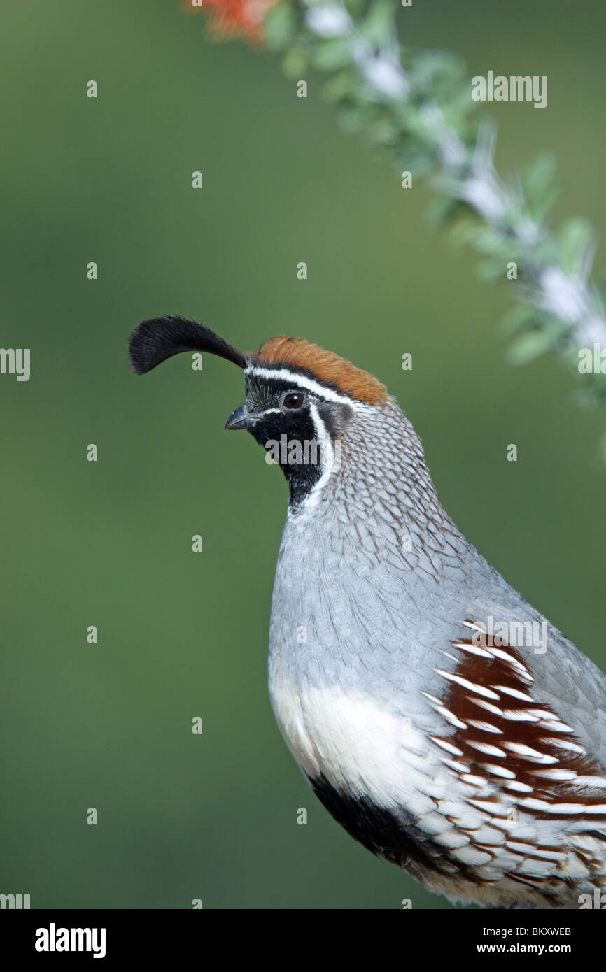 Colin de Gambel Banque D'Images