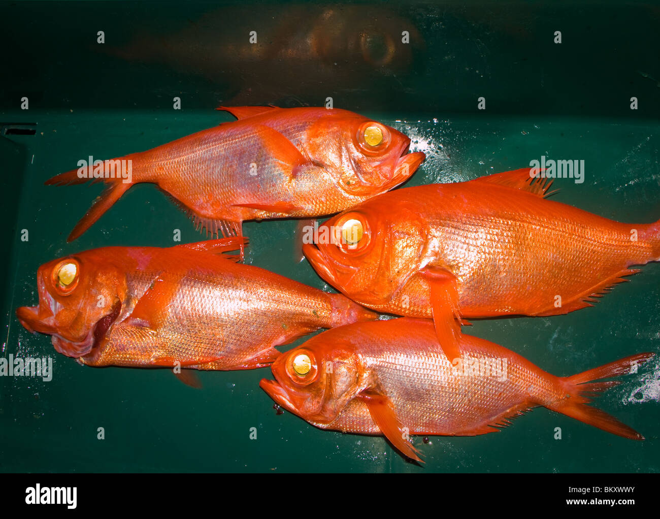 Alphonsino : également connu sous le nom de Golden Snapper (Beryx splendens) Banque D'Images