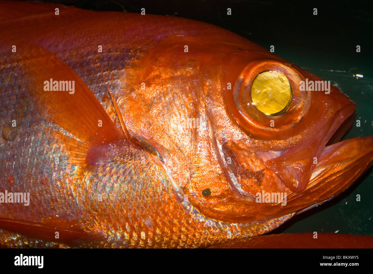 Alphonsino : également connu sous le nom de Golden Snapper (Beryx splendens) Banque D'Images