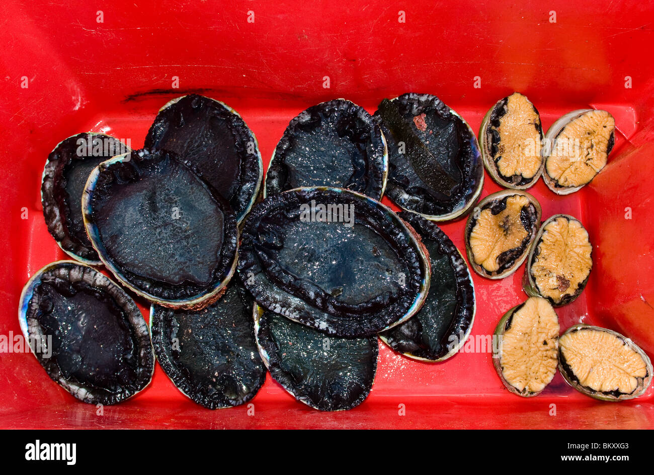 Un regard sur la vie en Nouvelle-Zélande : l'abalone fraîchement rassemblée (alias Paua) : un délice culinaire. Le pied noir et les plus petites espèces de pied jaune sont représentés. Banque D'Images