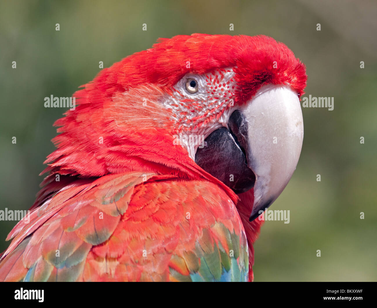 Green Winged Macaw / Rouge et Vert Macaw (ara chloropterus) Banque D'Images