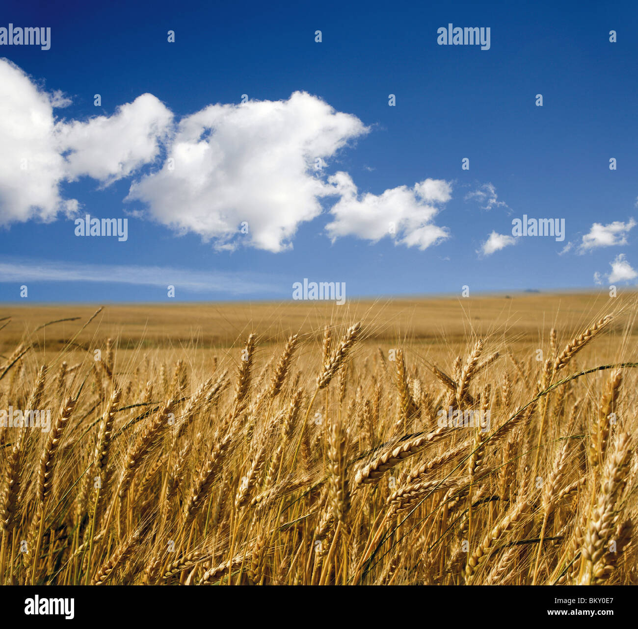 Grain et sky - été Banque D'Images