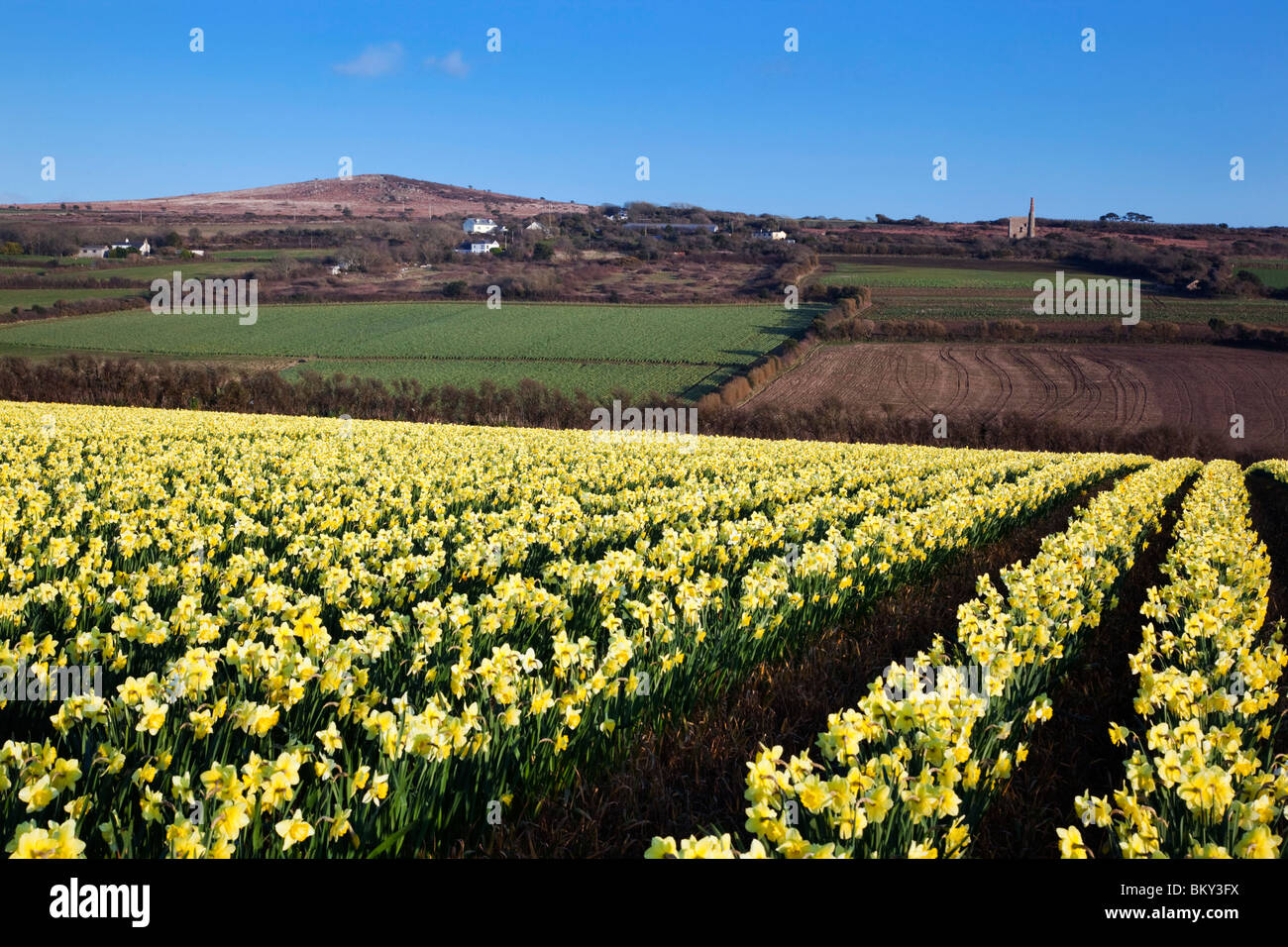 Les jonquilles dans un champ ; Townshend, Cornwall Banque D'Images