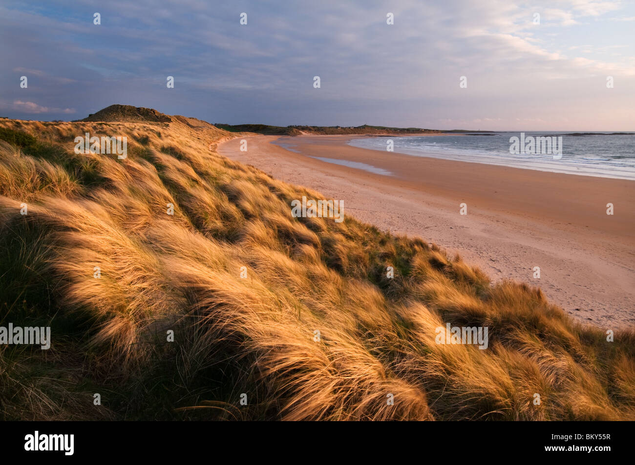 Dunes de sable doré de la baie de Northumberland Embleton Banque D'Images