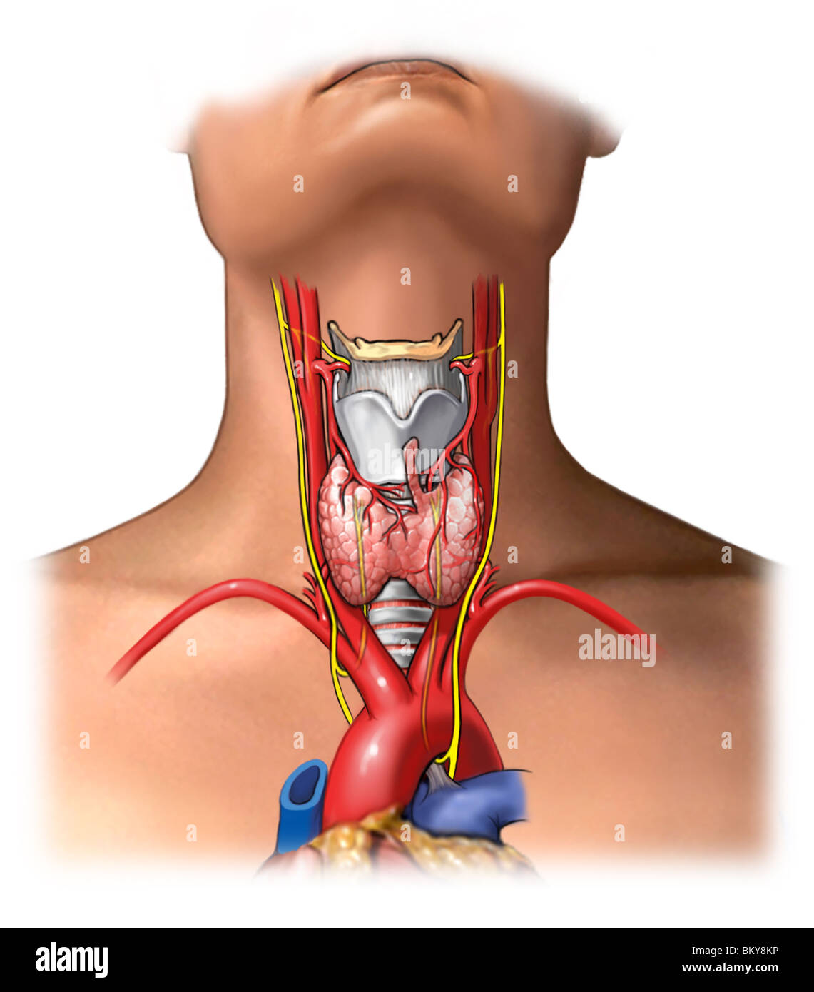 Зоб пищевода. Зоб щитовидная железа анатомия. Верхняя щитовидная Вена. Гипотиреоз щитовидной железы.