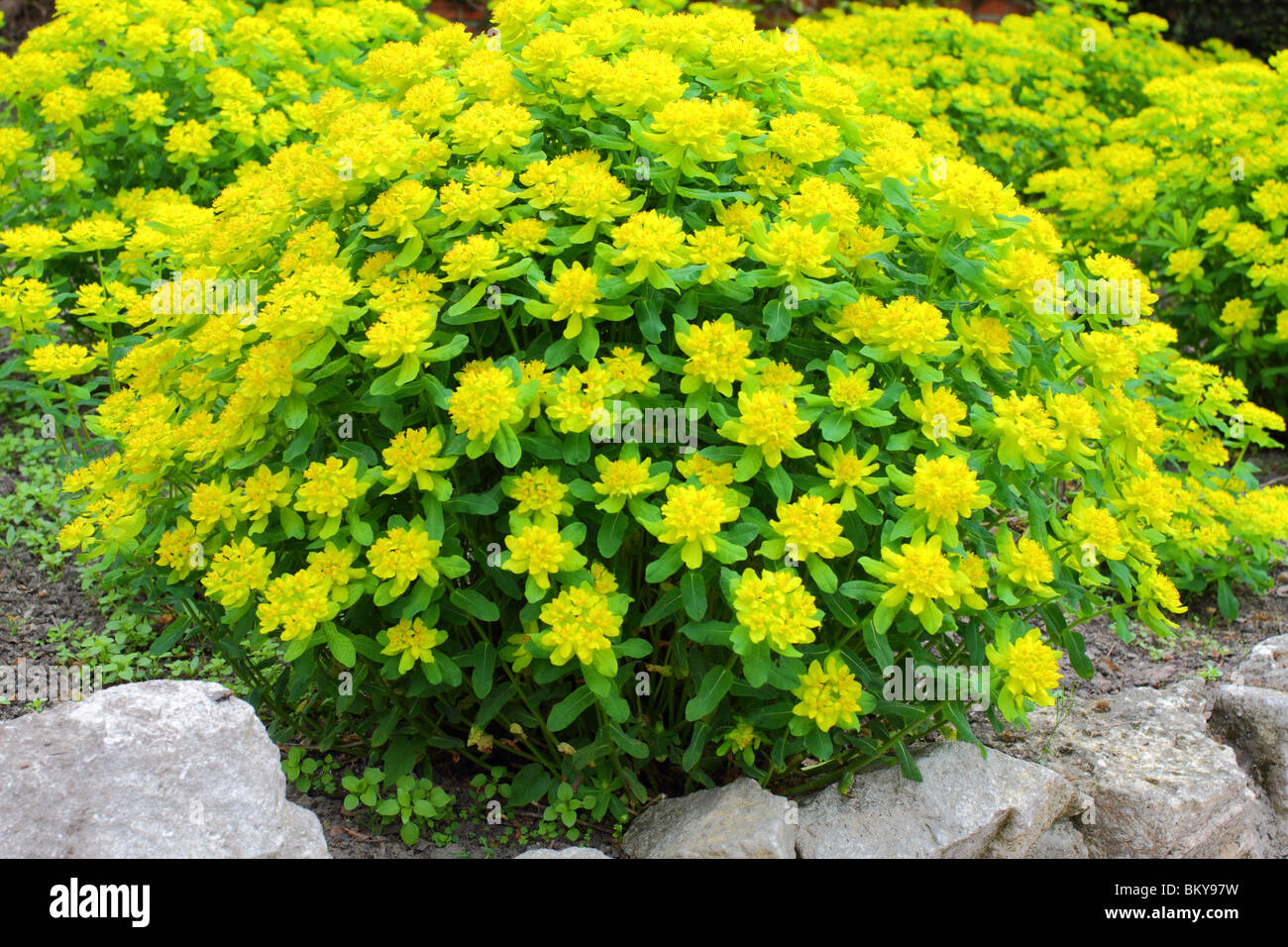 L'euphorbe coussin Euphorbia epithymoides jaune fleur de printemps Banque D'Images