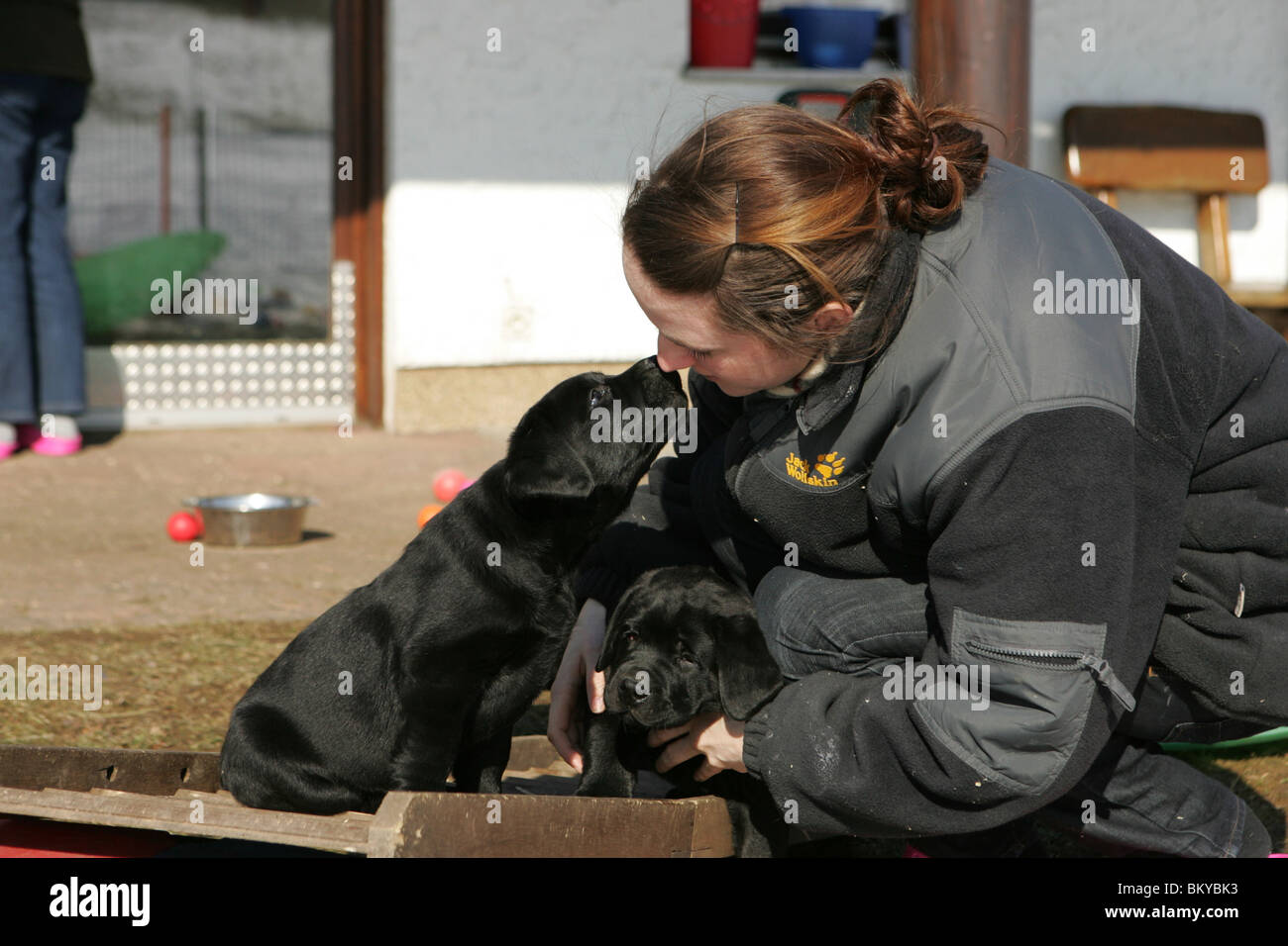 Femme et Labrador Retriever Puppies Banque D'Images