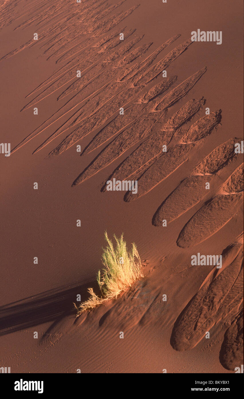 Les patrons de l'empreinte dans la dune de sable, la Namibie Banque D'Images