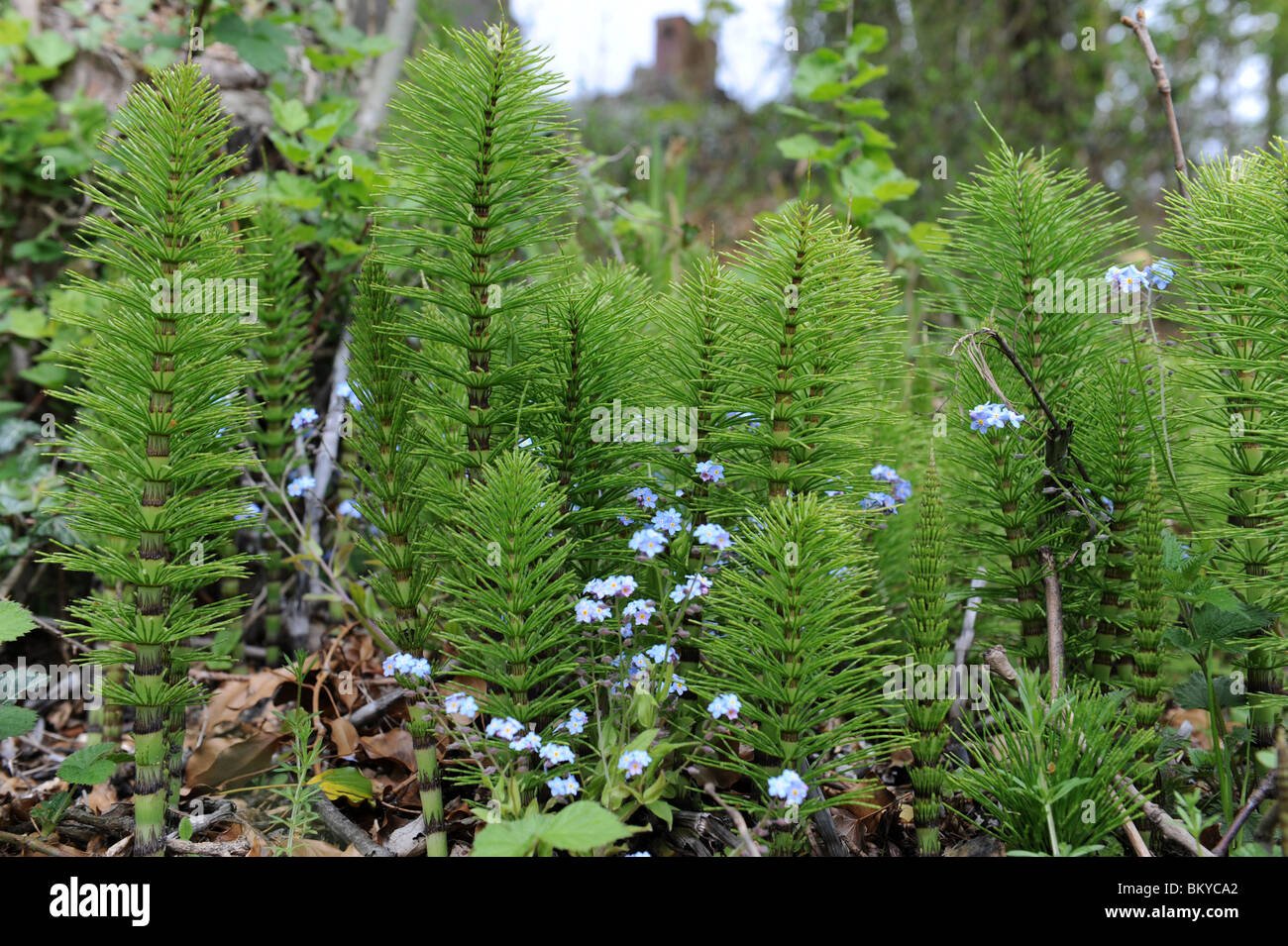 La prêle ou Mare's tail (Equisetum arvense) une espèce de mauvaises herbes vivaces à racines profondes Banque D'Images