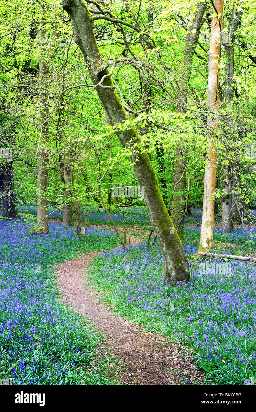 Jacinthes des bois dans le Surrey Hills Banque D'Images