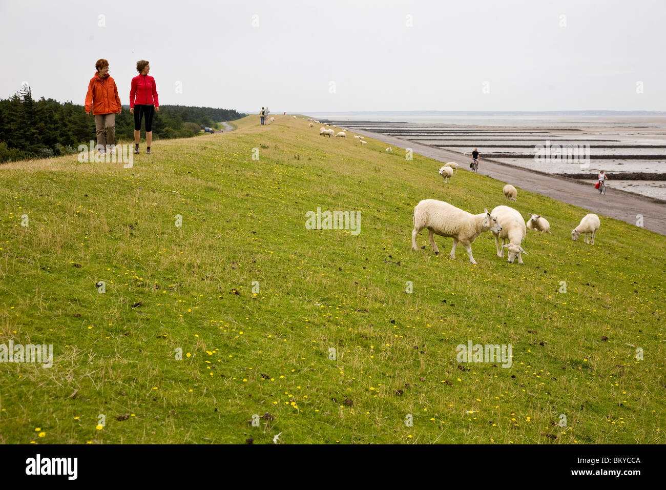Les touristes à marcher le long de la digue de pâturage avec des moutons, Utersum, Foehr island, Schleswig-Holstein, Allemagne Banque D'Images