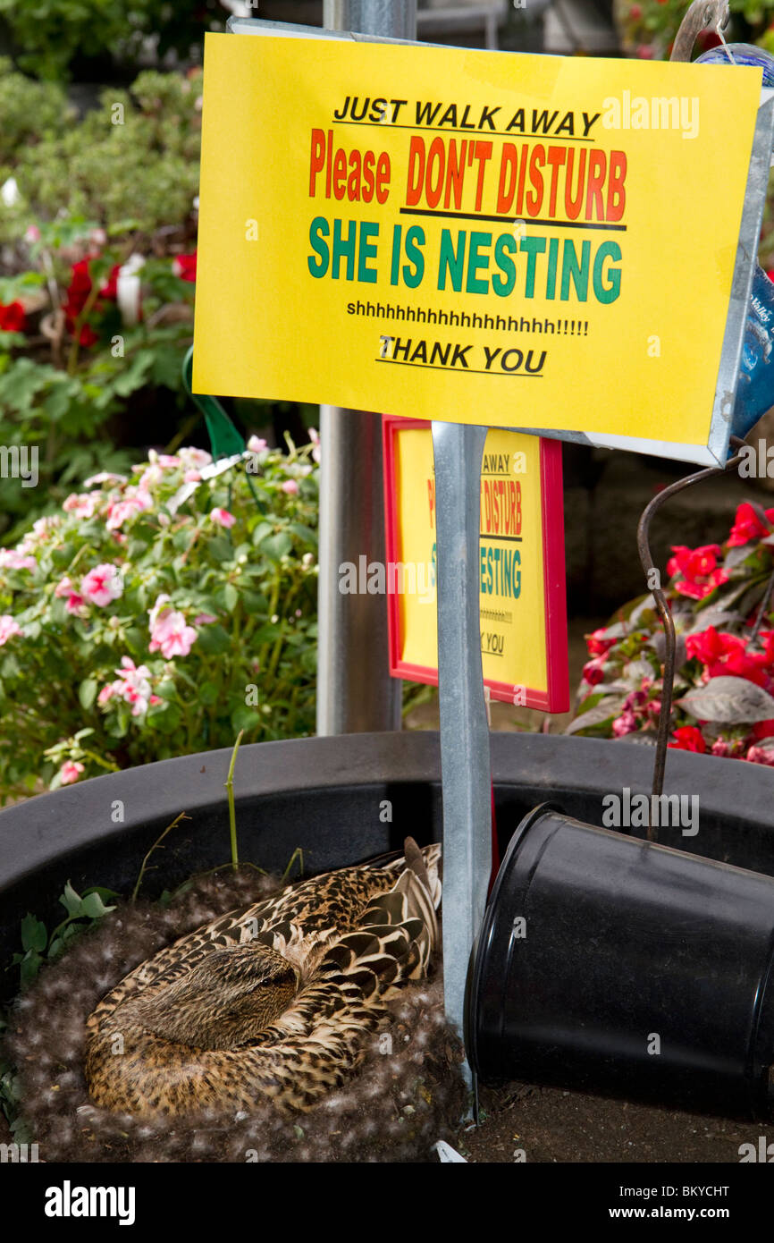 La nidification des canards au jardin store à Boise, Idaho USA. Elle est de retour depuis près de 10 ans à l'éclosion des oisillons. Banque D'Images