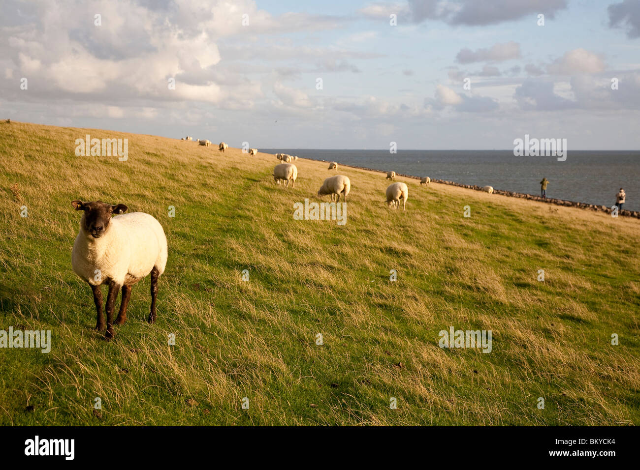 Moutons sur digue, Alte Kirche, l'île de Pellworm, Schleswig-Holstein, Allemagne Banque D'Images